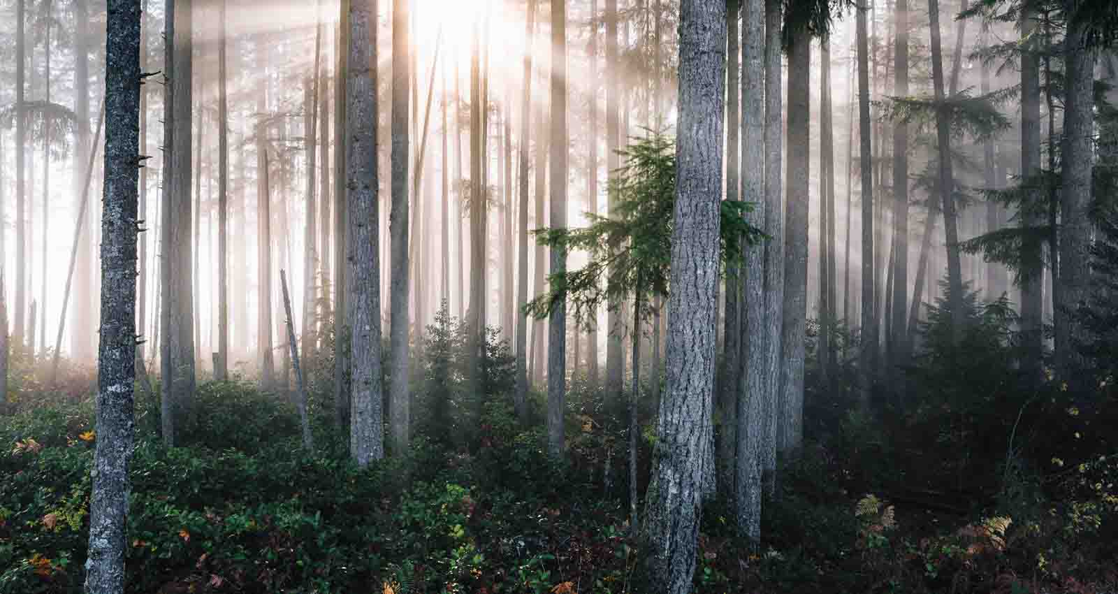 Begravning i Jönköping – Begravningsbyrån Fredrika & Co vägleder dig